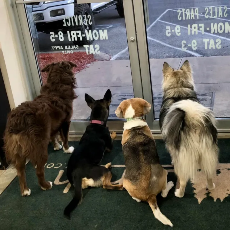 The Lerch RV furry team waiting at the door to greet customers