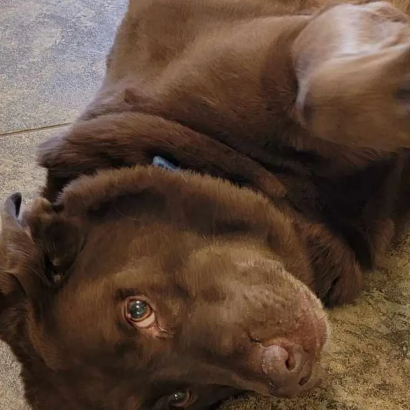 Chester, a chocolate lab, lying down at the Lerch RV dealership