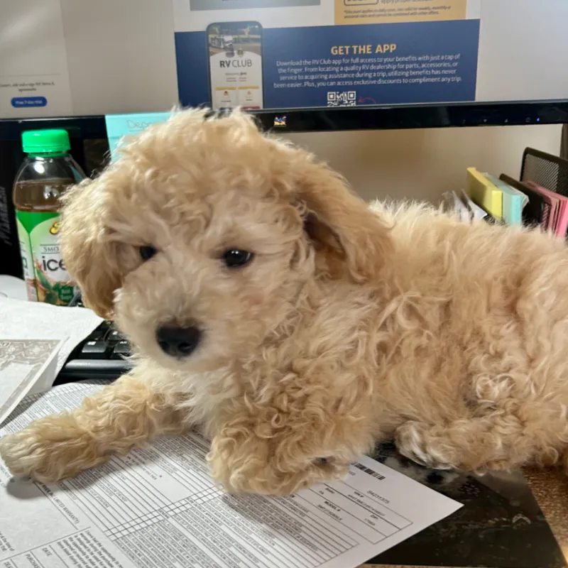 Ethel, a Bich-a-poo puppy and the newest member of the Lerch RV furry team