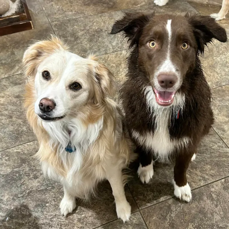 Lucy, an Australian Shepherd, with her brother Ricky at Lerch RV