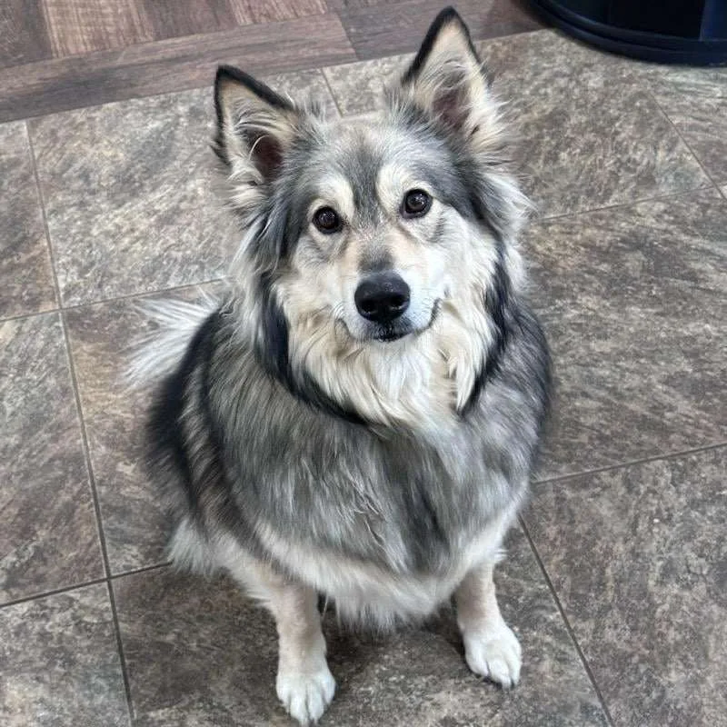 Reno, a fluffy Norwegian Elkhound mix, one of the furry team members at Lerch RV