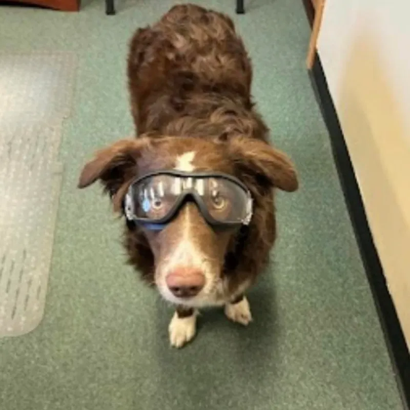 Ricky, an Australian Shepherd wearing goggles, one of the Lerch RV furry team